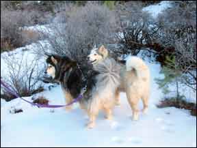 Cuidado complementario para perros con enfermedad de Cushing