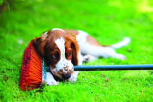 Enseñe a su cachorro a "dejarlo solo"
