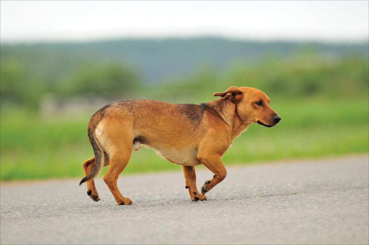 Cómo atrapar a un perro suelto