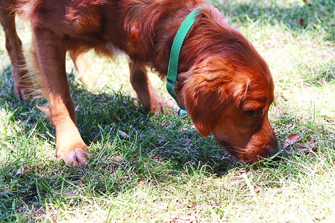 Los testículos retenidos pueden ser peligrosos para los perros