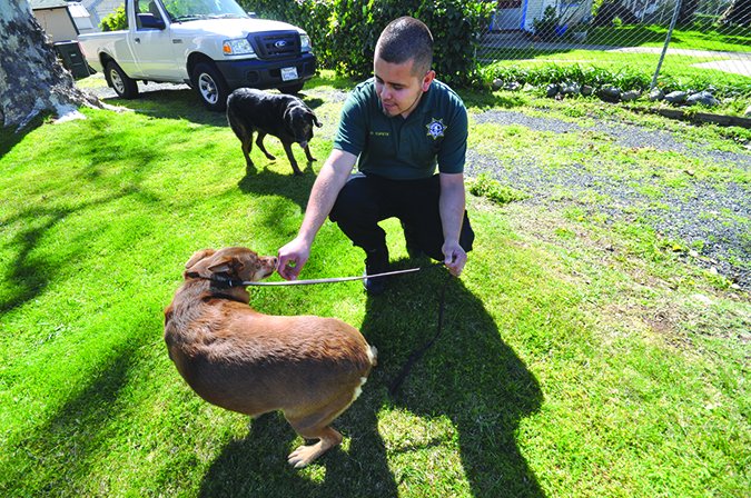 Cómo atrapar a un perro suelto