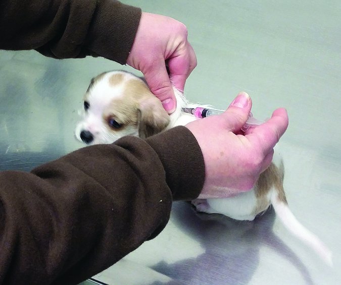 Vacunas para cachorros: Por qué tu cachorro necesita tantas inyecciones
