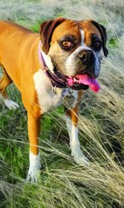 Causas y remedios de la diarrea de perro