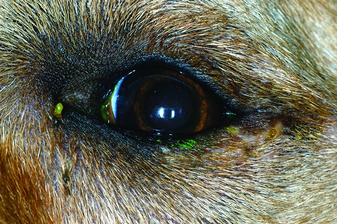 Entropión en perros: Cómo tratar este problema común de los ojos