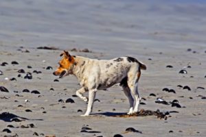 Cojera de perro: Posibles causas y tratamientos