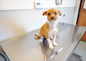 Pruebas de titulación de vacunas para perros
