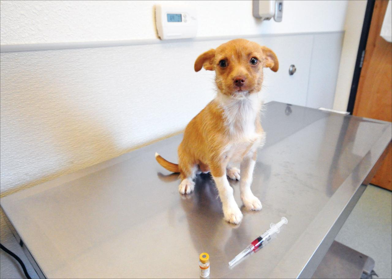 Pruebas de titulación de vacunas para perros