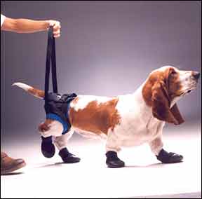 Equipo ortopédico para perros que aumenta el soporte de las articulaciones y la movilidad general