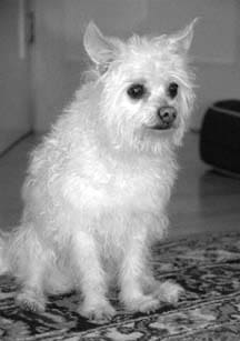 Las glándulas anales y los sacos de su perro