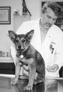 ¿Es posible la prevención del cáncer en los perros?
