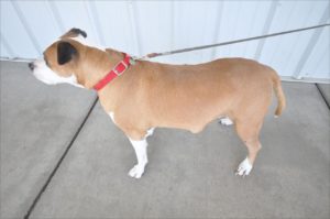 Identificar los tumores en su perro