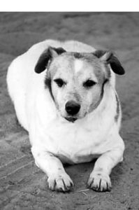 La lucha contra la obesidad canina - Enfoque en el ejercicio y la dieta