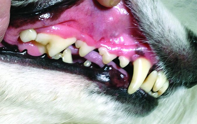 Salve los dientes de su perro con cuidados en casa