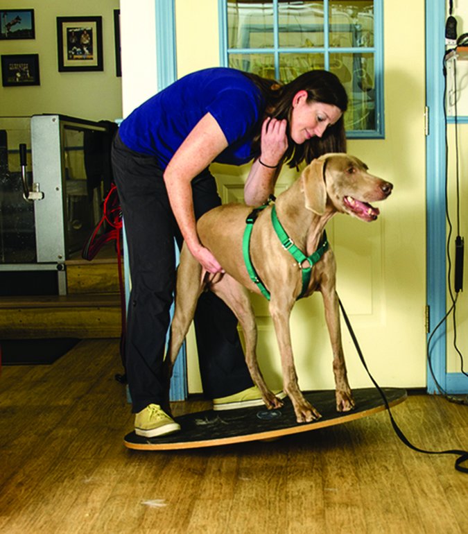 Cómo prevenir lesiones en su perro exuberantemente activo