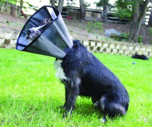 2017 Mejor alternativa de cono para perros