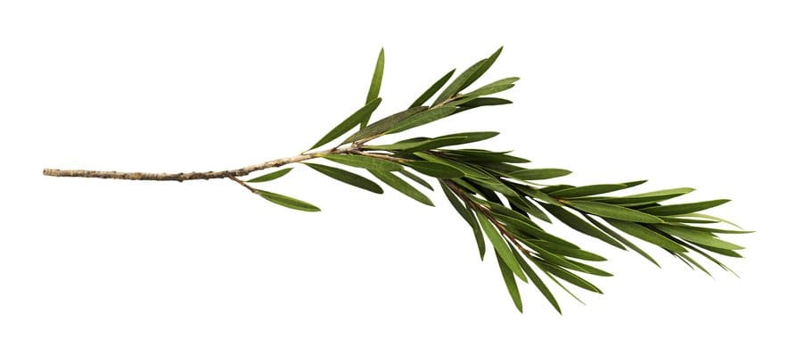 Los difusores de aceite del árbol del té son tóxicos para los perros