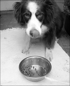 Reconocer los signos de la pérdida de apetito de su perro