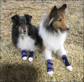 Equipo ortopédico para perros diseñado para aumentar la movilidad y el apoyo adicional