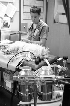 Lo que debe saber antes de que su perro reciba la anestesia