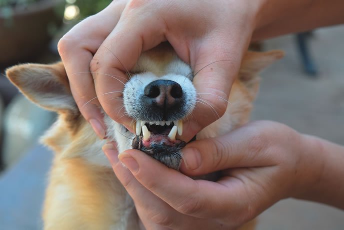 Cómo evitar que su perro desarrolle una enfermedad periodontal y dientes agrietados