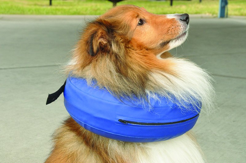 Alternativas de conos de perro cómodos