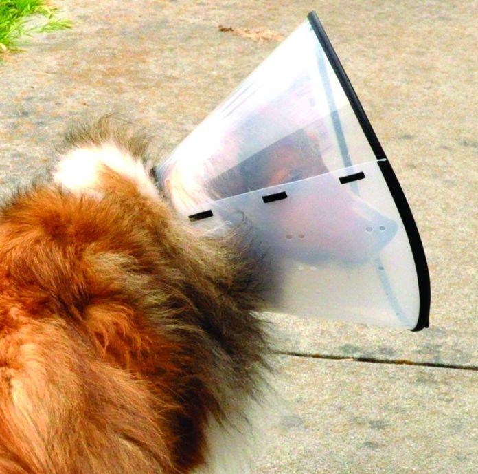 Alternativas de conos de perro cómodos