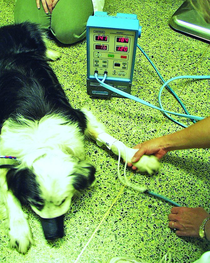 Pruebas de presión sanguínea para perros: ¿valen la pena?