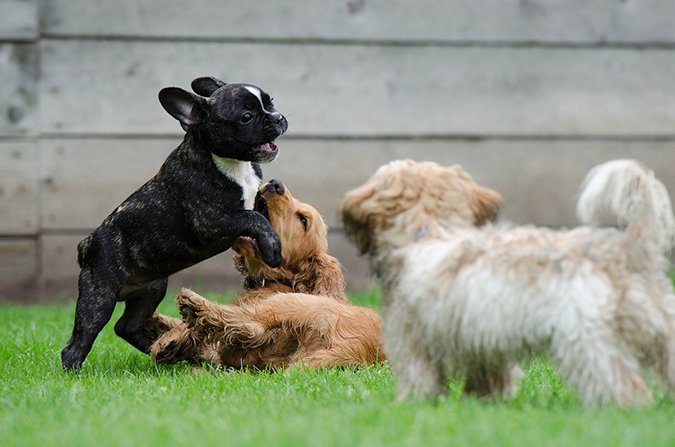 9 cosas que hacer si su cachorro tiene tos de la perrera