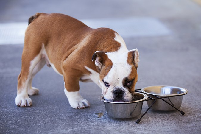 9 cosas que hacer si su cachorro tiene tos de la perrera