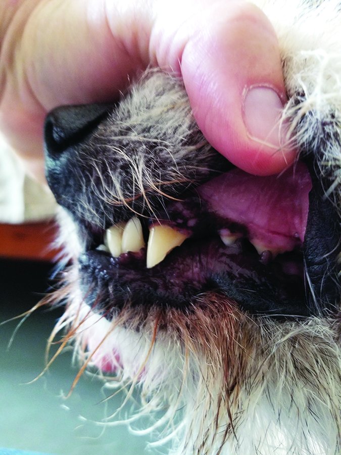 Limpieza de dientes de perro: No niegues la salud dental
