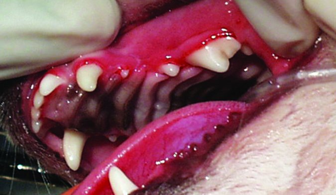 Limpieza de dientes de perro: No niegues la salud dental