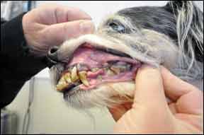 Cómo cuidar adecuadamente los dientes de su perro
