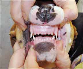 Cómo cuidar adecuadamente los dientes de su perro