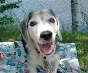 Diagnóstico de la enfermedad de Cushing en perros