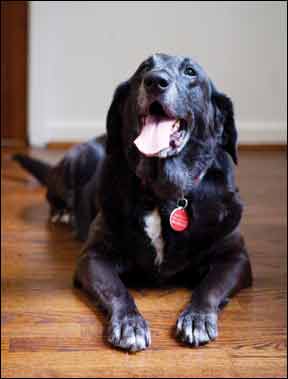 Diagnóstico de la enfermedad de Cushing en perros