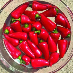 Cayena para los caninos: No están muy calientes!