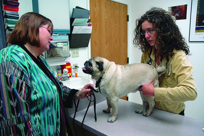 Visitas al veterinario: Es importante estar ahí para su perro