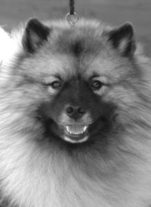 Glándulas suprarrenales caninas