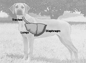 Comprensión del sistema respiratorio canino