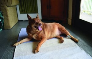 10 consejos de pérdida de peso para perros mayores