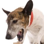 A mi perro le suenan las tripas: causas y remedios a-mi-perro-le-suenan-las-tripas-causas-y-remedios