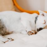 A mi perro se le escapa el pis cuando duerme: causas y qué hacer a-mi-perro-se-le-escapa-el-pis-cuando-duerme-causas-y-que-hacer