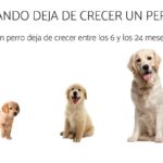 Cuándo deja de crecer un perro: guía por edades cuando-deja-de-crecer-un-perro-guia-por-edades