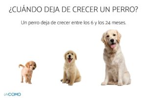 Cuándo deja de crecer un perro: guía por edades