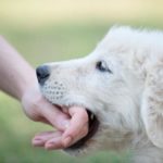 Cuándo dejan de morder los cachorros y qué hacer cuando-dejan-de-morder-los-cachorros-y-que-hacer