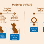 Cuándo un perro deja de ser cachorro y pasa a adulto cuando-un-perro-deja-de-ser-cachorro-y-pasa-a-adulto