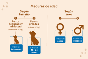 Cuándo un perro deja de ser cachorro y pasa a adulto