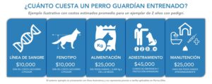 ¿Cuánto cuesta adiestrar un perro? precios y factores a considerar