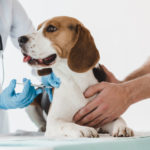 Exploración veterinaria de la vacunación canina exploracion-veterinaria-de-la-vacunacion-canina