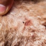 Garrapata dentro de la piel de un perro: cómo actuar